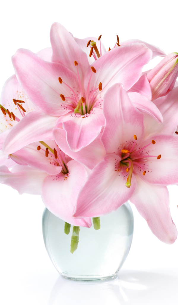 Букет нежных розовых лилий в стеклянной вазе на белом фоне