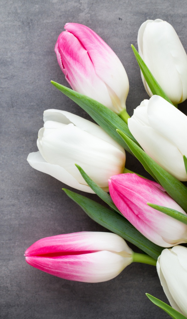 Букет белых и розовых тюльпанов на сером фоне