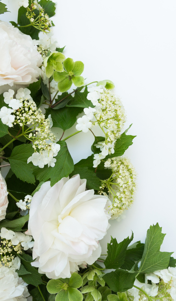 Букет белых пионов на белом фоне