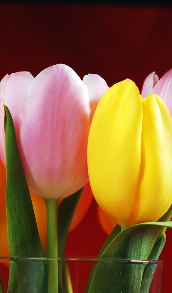 Букет желтых и розовых тюльпанов на красном фоне