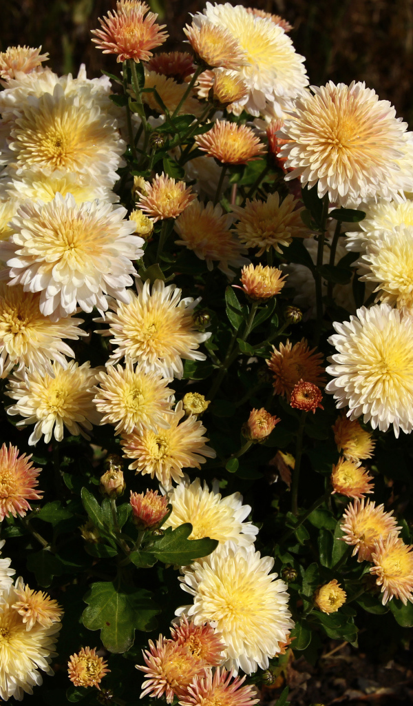 Bouquet of yellow autumn chrysanthemum flowers with buds