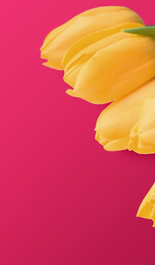 Букет желтых тюльпанов на розовом фоне