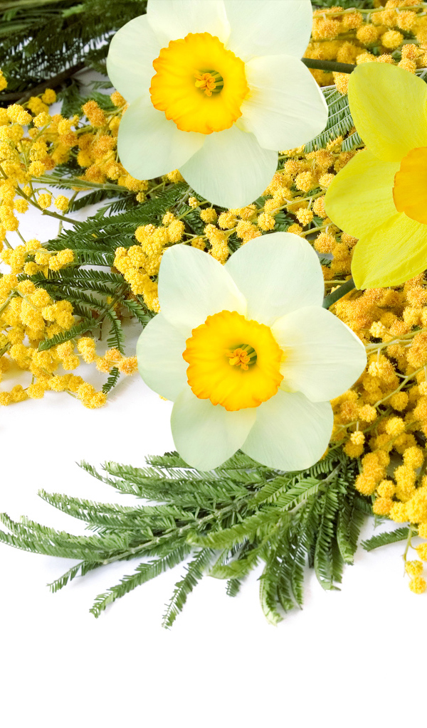 Букет с цветами мимозы и нарциссов на белом фоне 