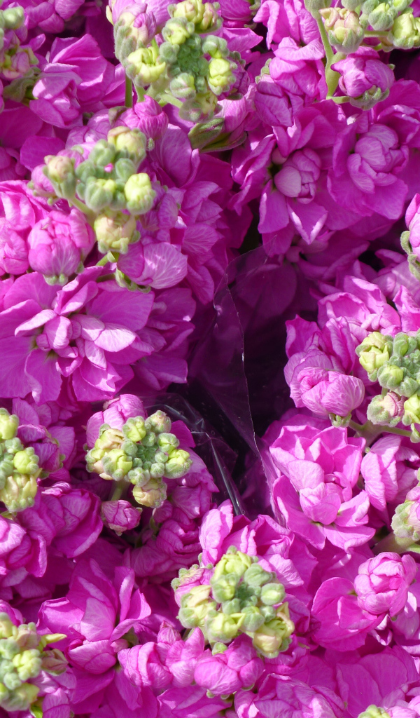 Букеты розовых цветов левкой  крупным планом