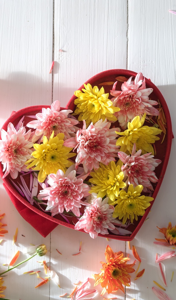Коробка в форме сердца с цветами хризантемы