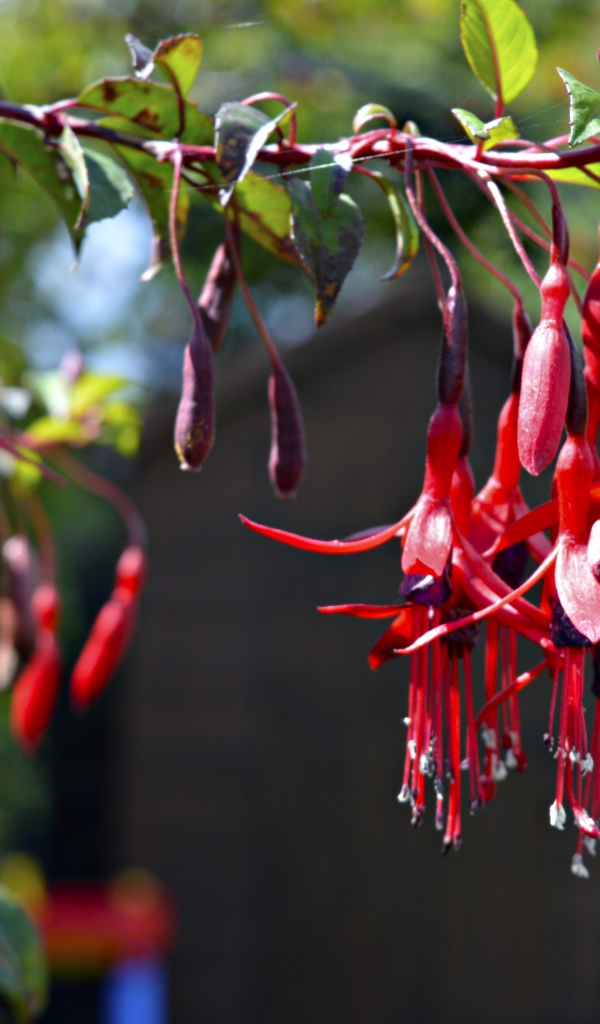 Ветка красных цветов фуксия