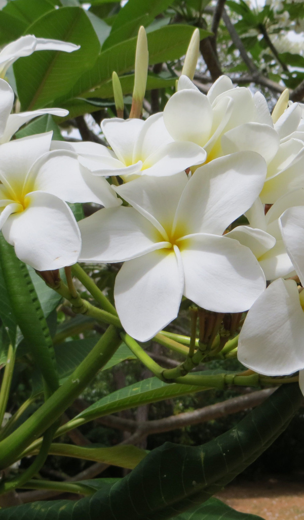 Ветка с белыми цветами плюмерия 