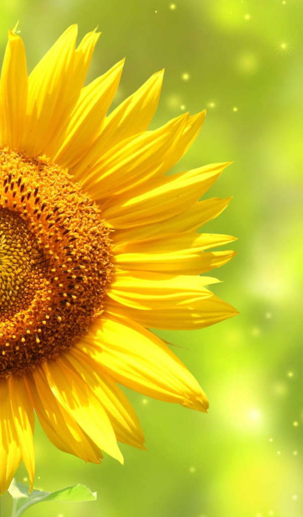 Яркий желтый цветок подсолнуха