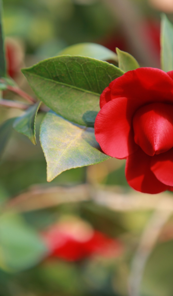 Бутон красной камелии крупным планом