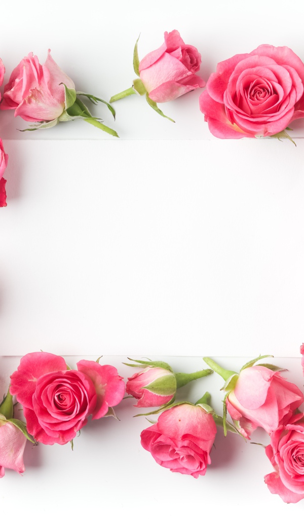 Бутоны розовых роз вокруг белого листа, шаблон для открытки