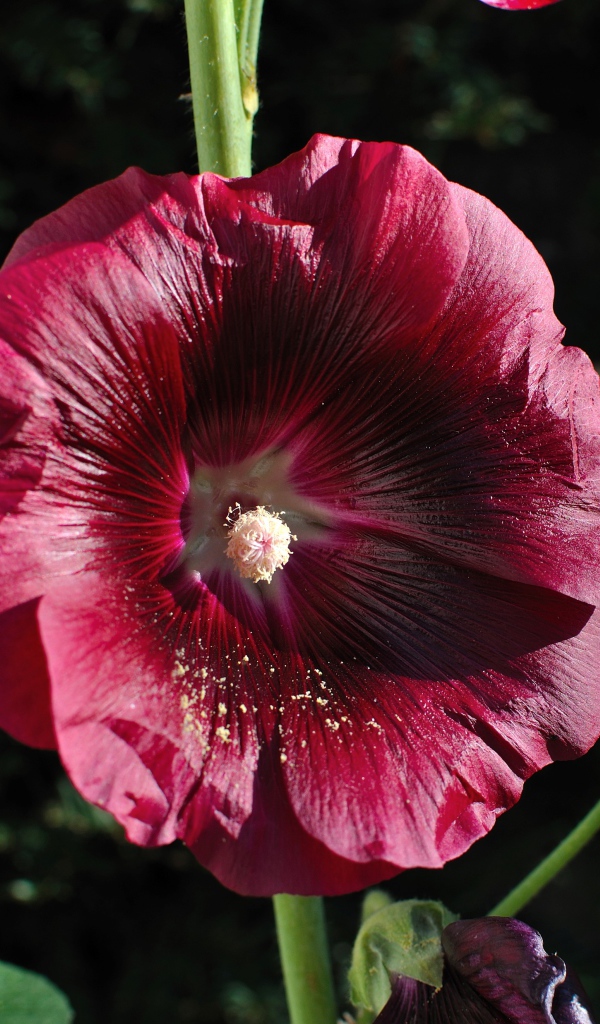 Бордовый цветок мальва крупным планом