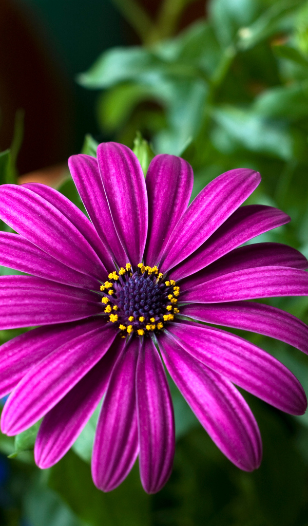 Цветок цинерария крупным планом