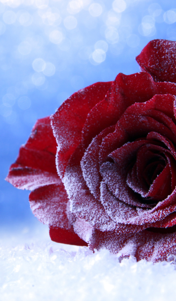 Покрытая инеем роза на снегу на голубом фоне