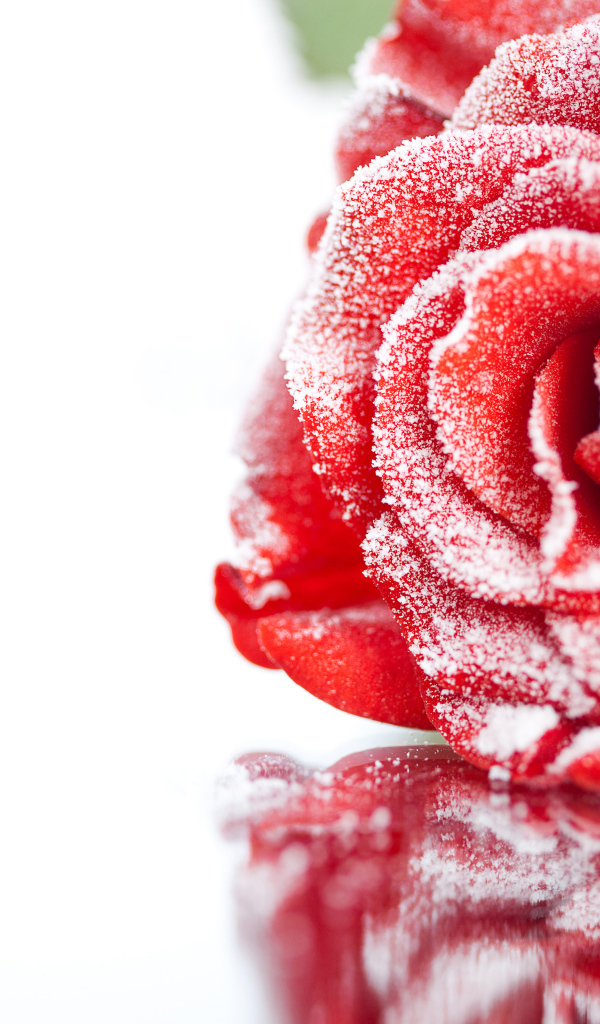 Покрытая инеем красная роза отражается в поверхности 