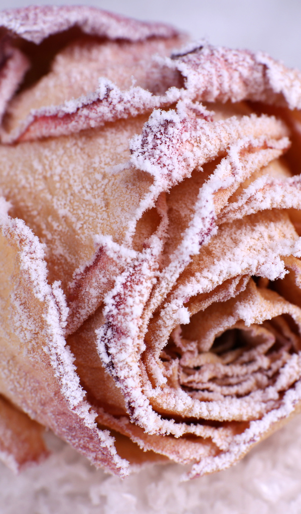 Покрытая инеем красная роза на снегу