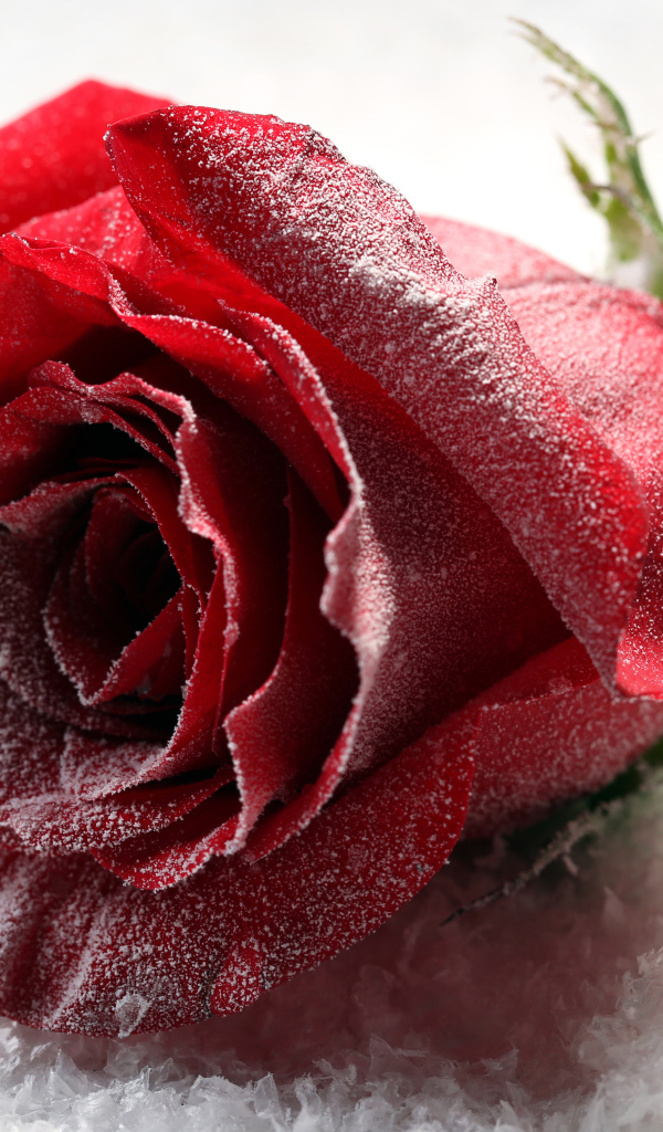 Покрытая инеем роза на снегу