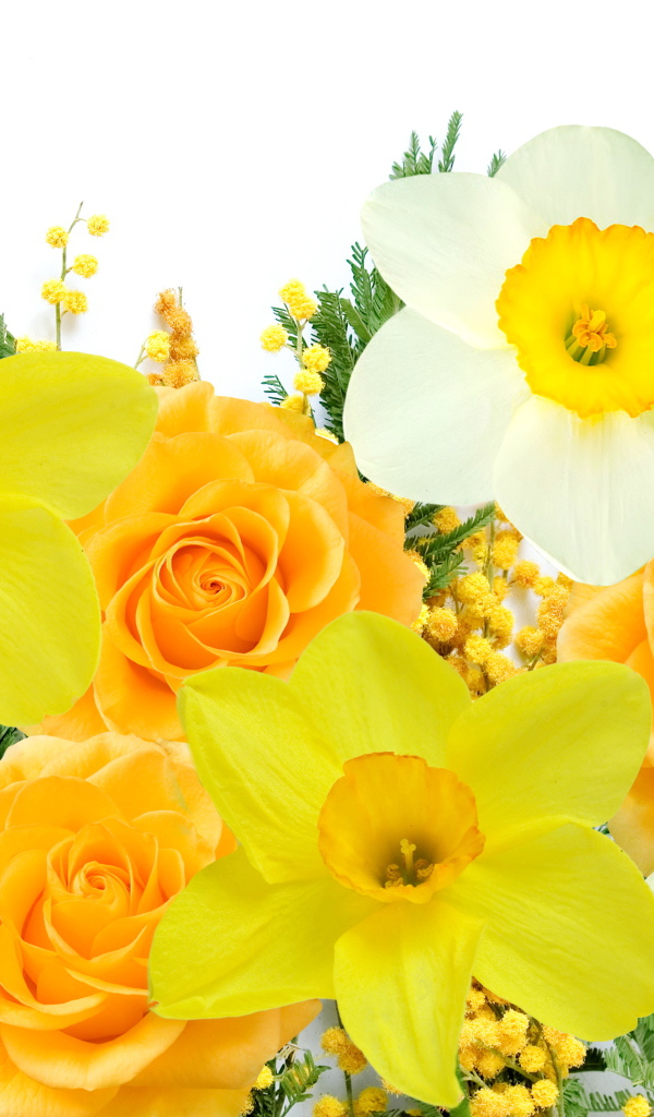Нарциссы, розы и мимоза на белом фоне 