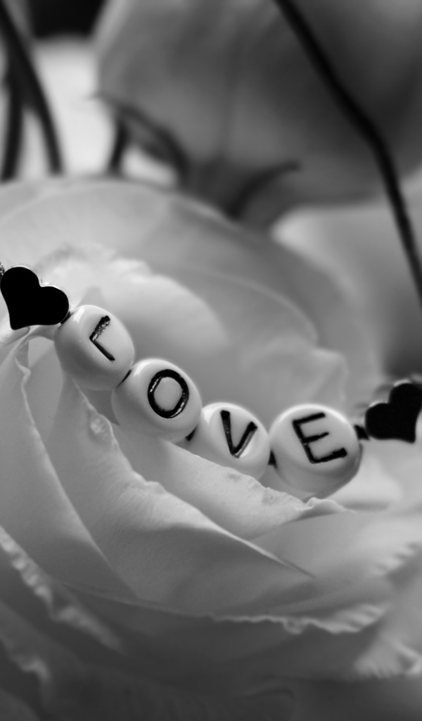 Украшение на белой розе черно - белое фото 