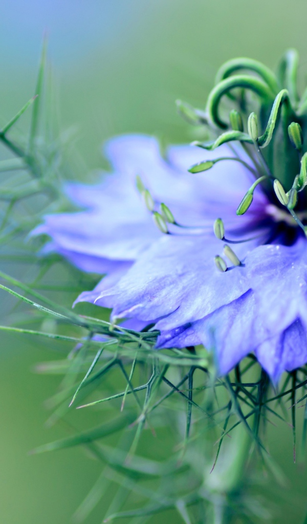 Нежный голубой цветок черного тмина