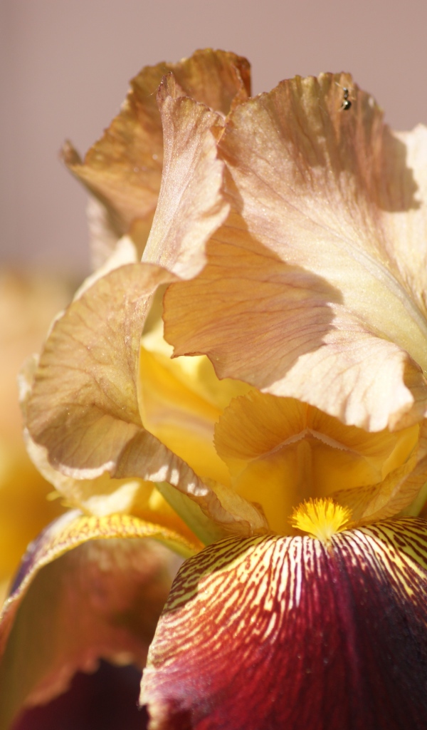 Нежный цветок ириса крупным планом