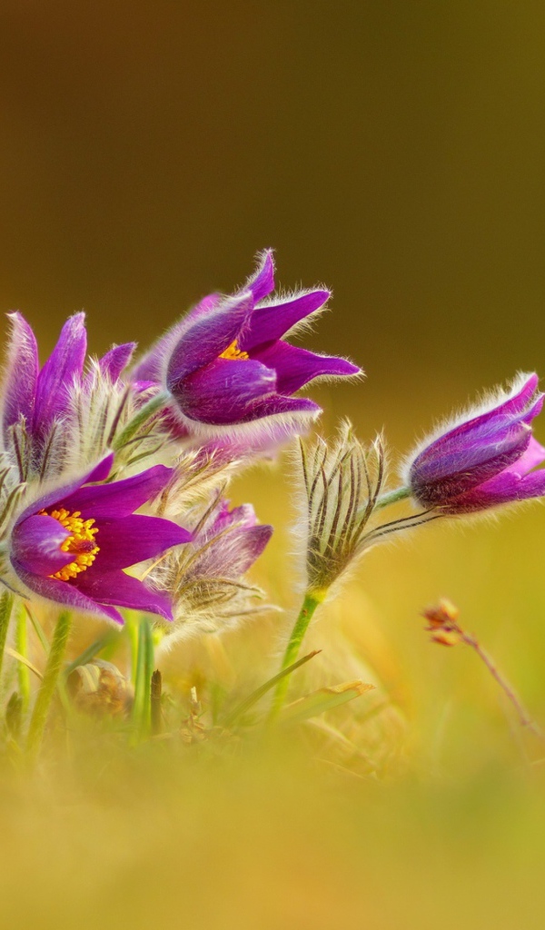 Нежные сиреневые цветы прострел 