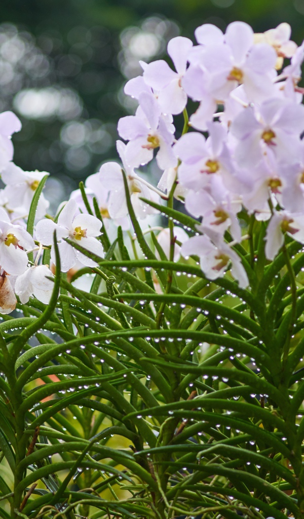 Нежные орхидеи на клумбе