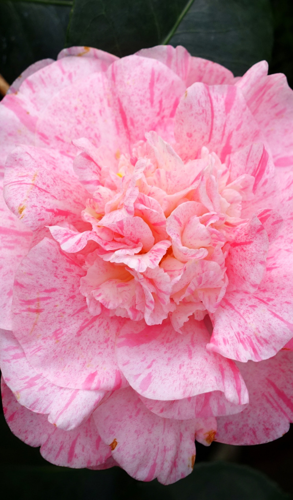 Нежный розовый красивый цветок камелии