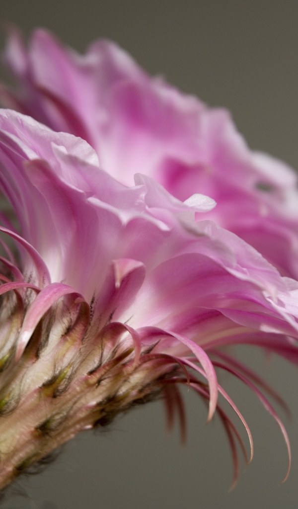 Нежный розовый цветок кактуса крупным планом