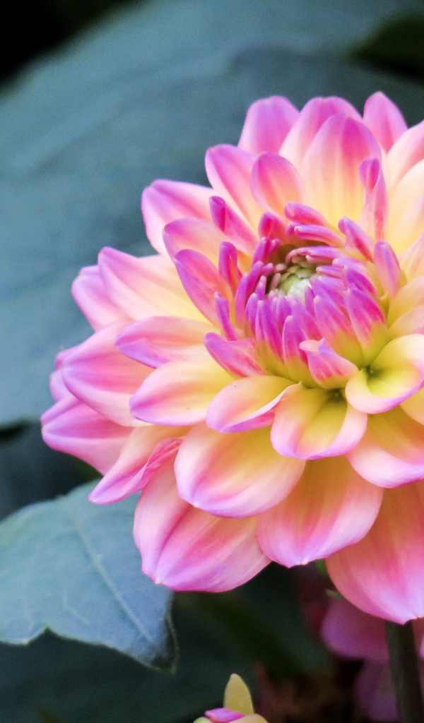 Нежный розовый цветок георгина на клумбе