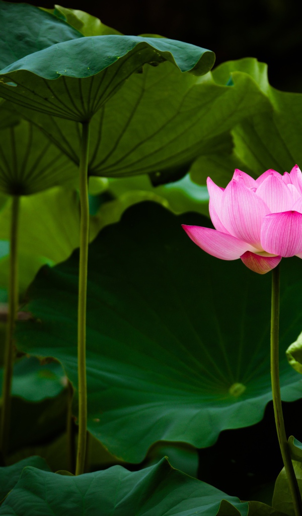 Delicate pink lotus flower in green leaves