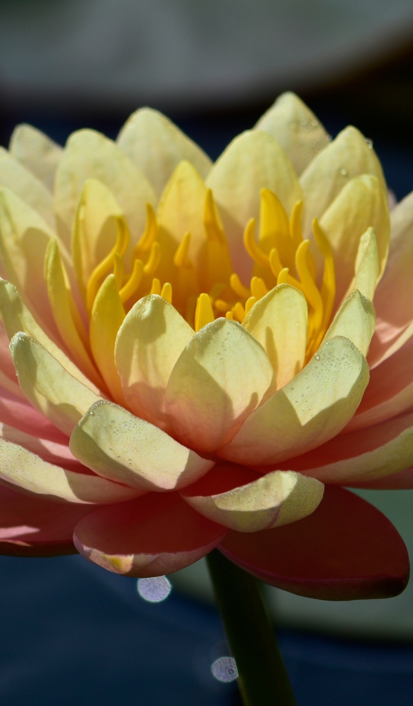 Нежный розовый цветок лотоса в лучах солнца