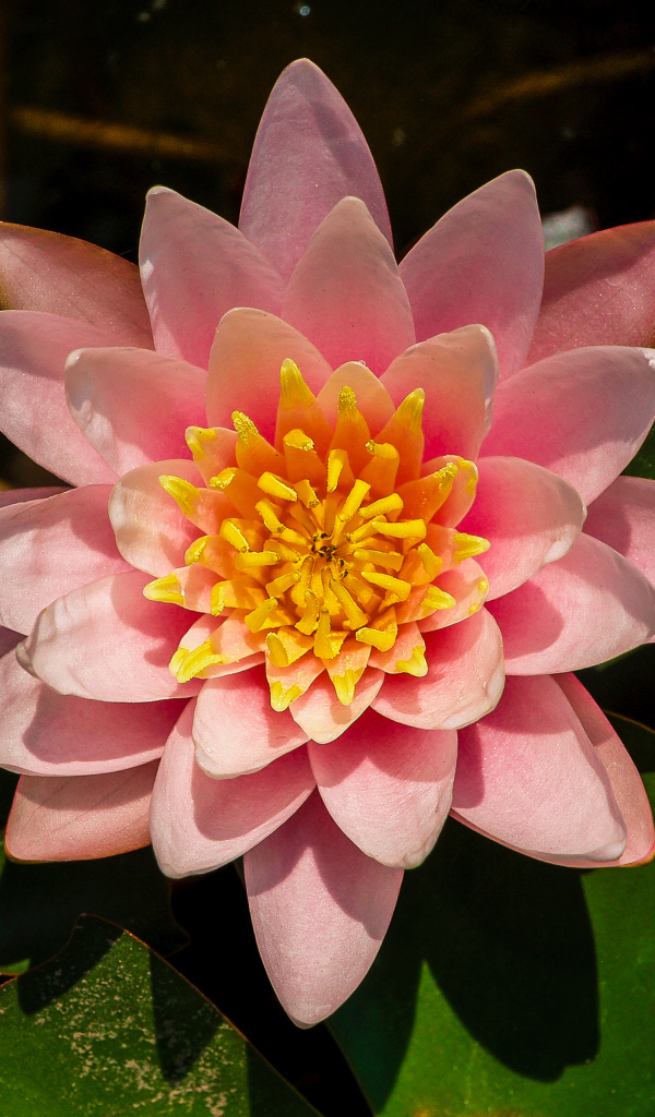 Нежный розовый цветок лотоса с зелеными листьями