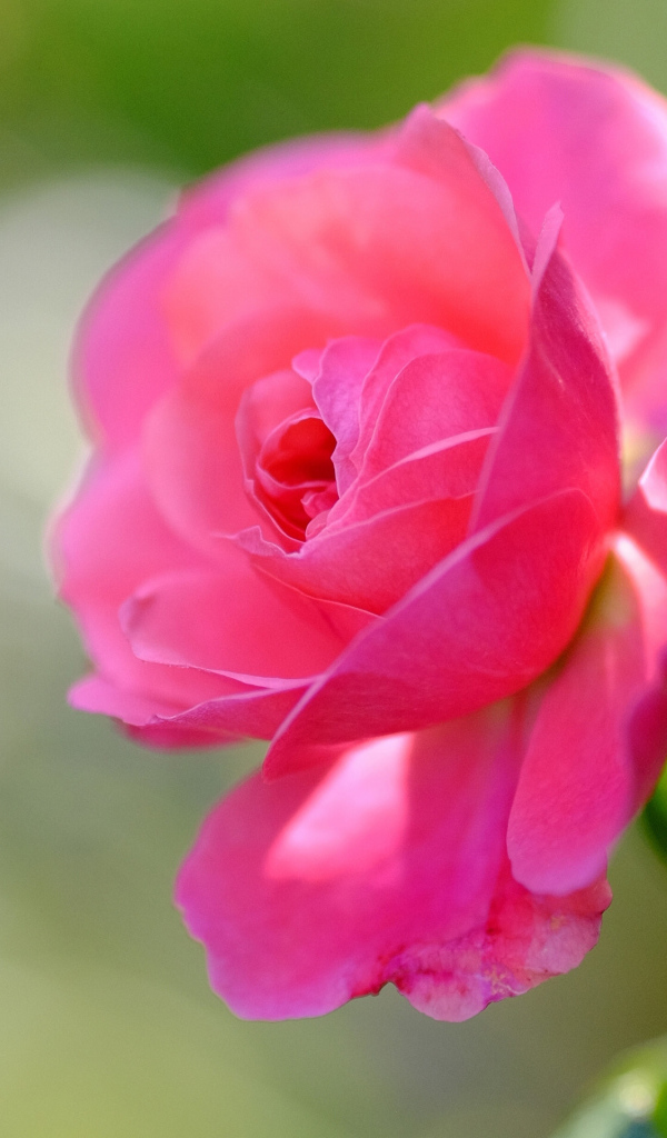 Нежная розовая роза распускается в саду