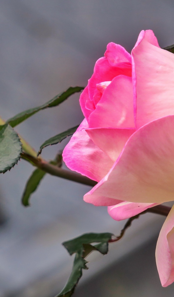 Нежная розовая роза с бутоном крупным планом