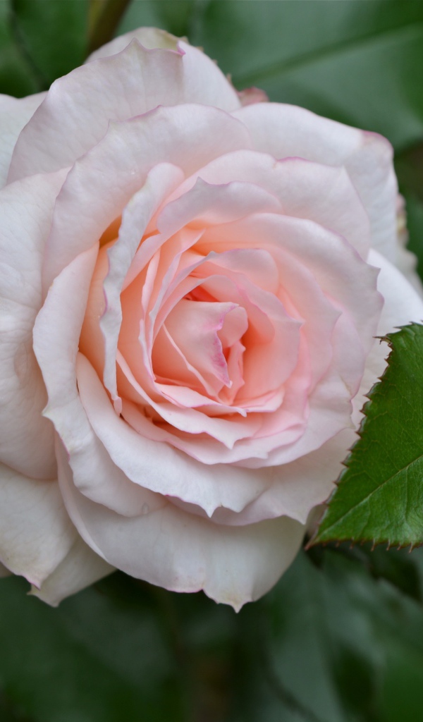 Delicate pink rose with green leaves close up