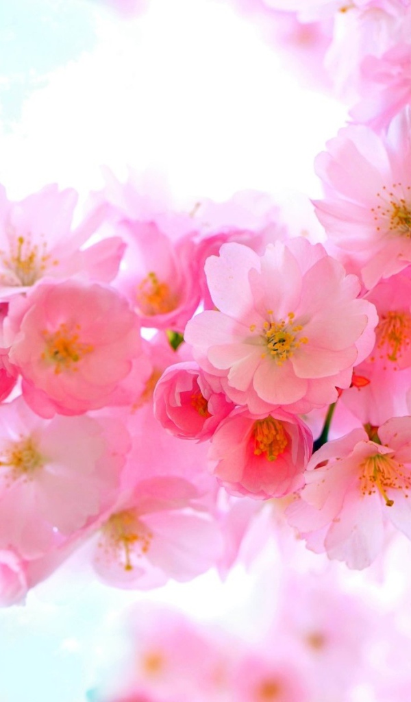 Нежные розовые весенние цветы крупным планом 