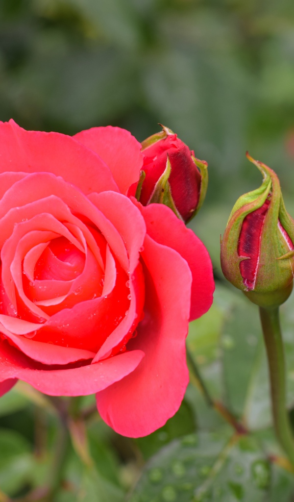 Нежная роза с бутонами крупным планом