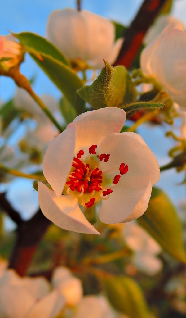 Нежные белые цветы яблони в лучах весеннего солнца