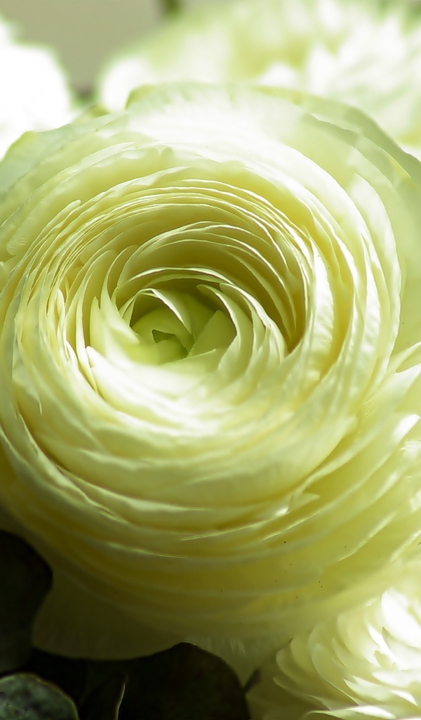 Нежный белый цветок лютика крупным планом