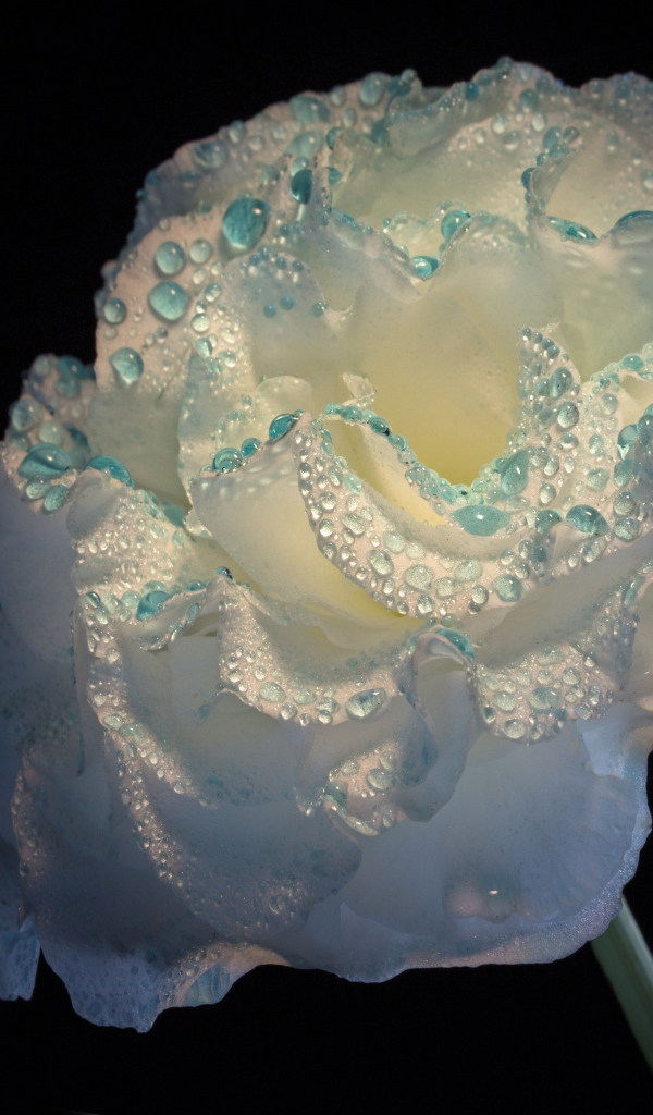 Нежный белый цветок в каплях росы на черном фоне