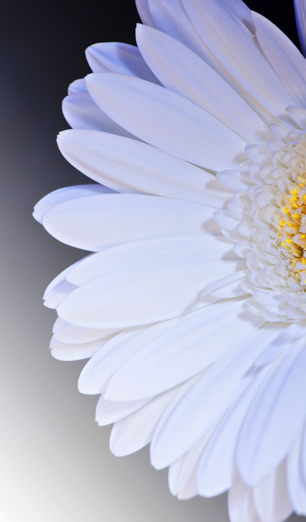 Нежный белый цветок герберы с желтой серединкой крупным планом