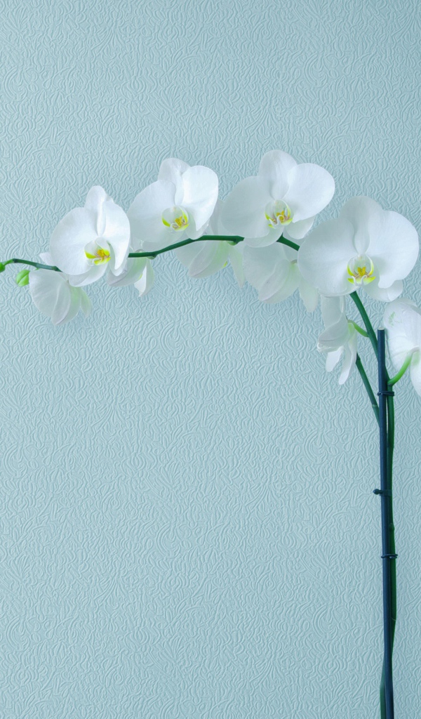 Нежная белая орхидея на сером фоне