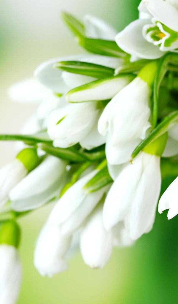 Нежные белые подснежники на зеленом фоне 