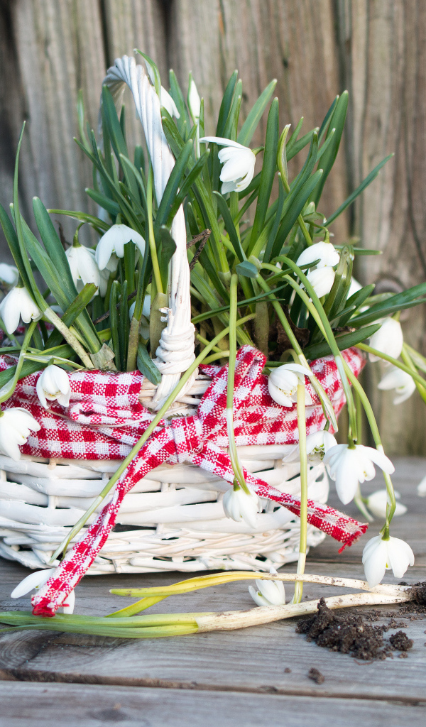 Нежные белые весенние цветы подснежники в корзине