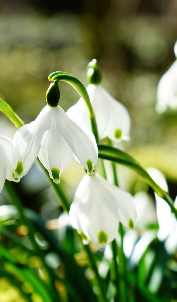 Нежные белые весенние первоцветы подснежники
