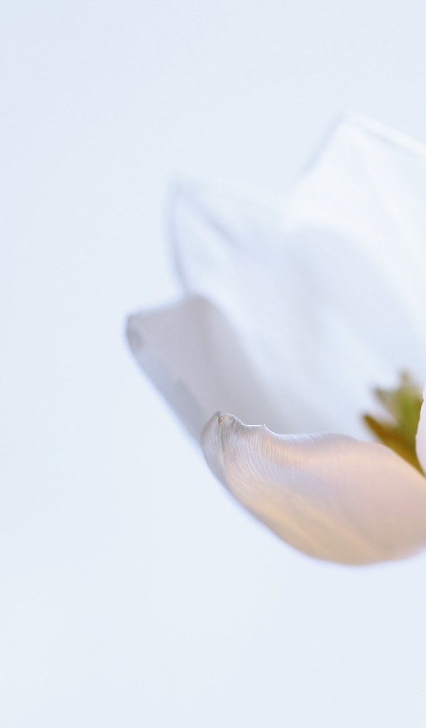 Нежный белый тюльпан на сером фоне