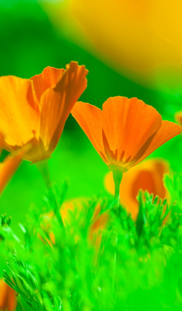 Нежные желтые цветы эшшольция