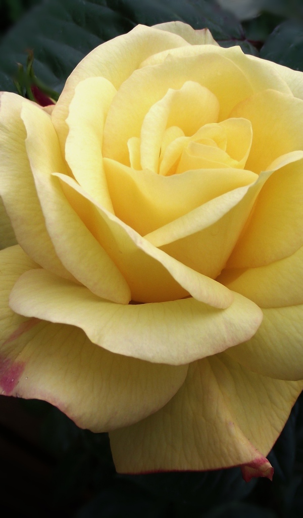 Нежная желтая роза крупным планом