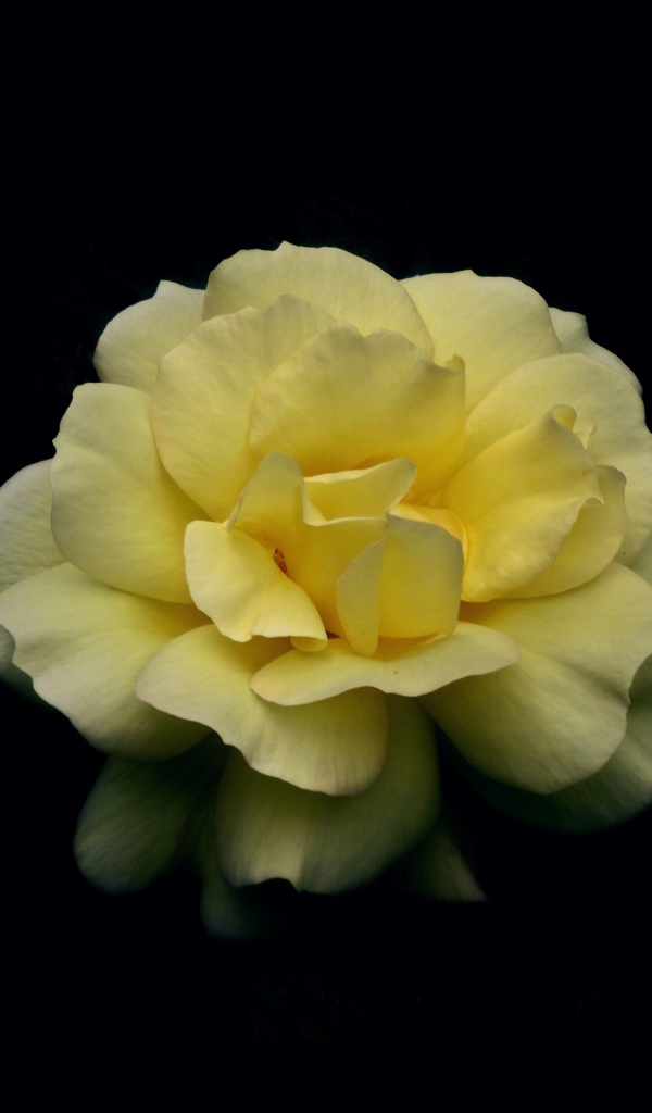 Нежная желтая роза на черном фоне