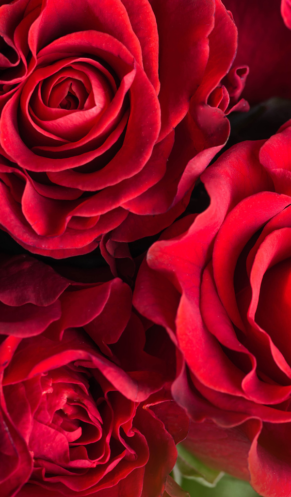Шикарные красные розы крупным планом